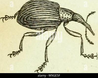 Archiv Bild ab Seite 196 von [Curculionidae] (1800) Stockfoto