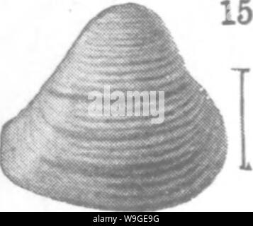 Archiv Bild ab Seite 197 von Mollusca und Krebstiere der Stockfoto