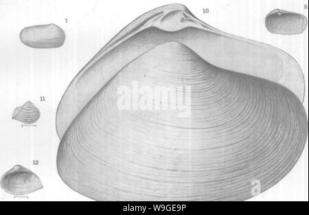 Archiv Bild ab Seite 197 von Mollusca und Krebstiere der Stockfoto