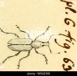 Archiv Bild ab Seite 198 [Curculionidae] (1800) Stockfoto