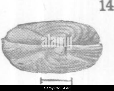 Archiv Bild ab Seite 197 von Mollusca und Krebstiere der Stockfoto