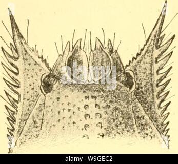Archiv Bild ab Seite 198 von Cumacea (Sympoda) (1913) Stockfoto