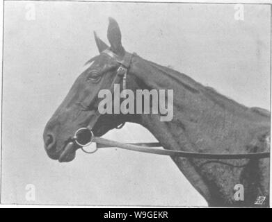 Archiv Bild ab Seite 201 der Punkte des Pferdes; ein Stockfoto