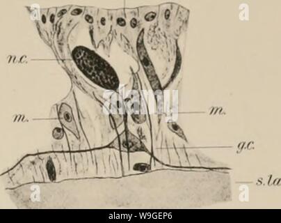 Archiv Bild von Seite 202 des Cubomedusae (1898) Stockfoto