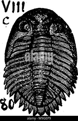 Archiv Bild ab Seite 203 ein Wörterbuch der Fossilien Stockfoto