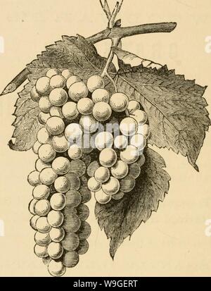 Archiv Bild ab Seite 203 Der Anbau der Einheimischen. Der Anbau der einheimischen Traube cultivationofnat 01 husm Jahr: 1866 (th: e: OREGON GRAPE. Ein herrlich farbige Platte, auf schwerem Papier KOYAL, in voller Größe, wobei das Schönste der Art, die jemals in diesem Land veröffentlicht. Preis pro Kopie, per E-Mail kostenlos, sicher verpackt, Tliree Dollar. GEO. E.&W. WOODWARD, PUBLISEERS, 37 Park Row, New York. 8. Stockfoto