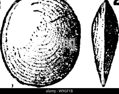 Archiv Bild ab Seite 205 von einem Wörterbuch der Fossilien Stockfoto