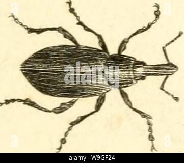 Archiv Bild ab Seite 206 von [Curculionidae] (1800) Stockfoto