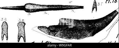 Archiv Bild ab Seite 210 ein Wörterbuch der Fossilien Stockfoto