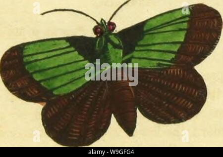 Archiv Bild von Seite 211 des Buches von Schmetterlingen, sphinges, Stockfoto