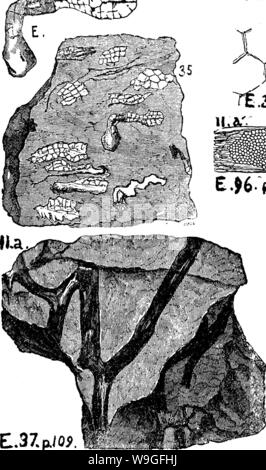 Archiv Bild von Seite 213 Wörterbuch der Fossilien Stockfoto