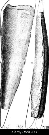 Archiv Bild von Seite 214 Wörterbuch der Fossilien Stockfoto