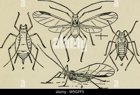 Archiv Bild von Seite 214 des Kultur und Krankheiten. Die Kultur und die Krankheiten der Sweet pea culturediseasespea 0 taub Jahr: 1917 (SCHADINSEKTEN 153 Gärten, und die Größte der grünen Arten, die Angriffe der Erbse und verwandte Pflanzen (Abb. 31 ato e). Die allgemeine Farbe ABB. 31. SWEET PEA Apllis, eine geflügelte Frau. b GLEICHEN VON DER SEITE MIT FLÜGELN IN NATÜRLICHEN POSITION EINGEKLAPPT, wie beim Stillen. C AptcrOUS WEIBLICH. d Nymphe im letzten Stadium. (Nach CHITTENDEN.) Der Insekten ist es, einheitliche Erbsengrün, die gleiche Farbe wie Liebling der insektennahrung Anlage. Die Augen sind Prominente und rötlich-braune Farbe. Stockfoto