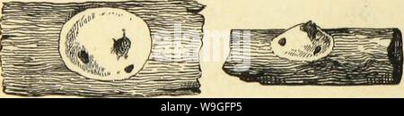 Archiv Bild von Seite 215 des amerikanischen Spinnen und ihre Spinnen. Amerikanische spinnen und ihre Spinnen. Eine natürliche Geschichte der orbweaving Spinnen der Vereinigten Staaten, insbesondere im Hinblick auf ihre Branche und Gewohnheiten CUbiodiversity 1121211-9810 Jahr: 1889 (210 amerikanischen Spinnen und ihre SPINNINGWOBK. Die Kuverts. (Abbn. 242, 243.) Ich habe diese Öffnungen in Zusammenarbeit festgestellt haben - COONS von Agalena najvia, die unter Beobachtung zu diesem Zweck wurden; den Zeitraum, in dem die Öffnungen geschnitten wurden erkannt wurde, und die Ausstiegsbeleuchtung ihq Insassen an der Runde Türen lugen gesehen, der wliich es Â°Â° Stockfoto