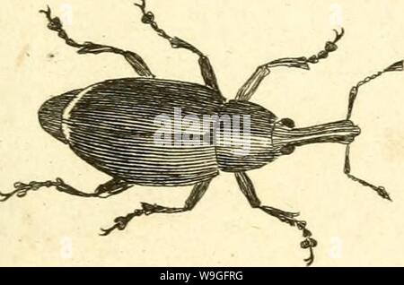 Archiv Bild ab Seite 216 von [Curculionidae] (1800) Stockfoto