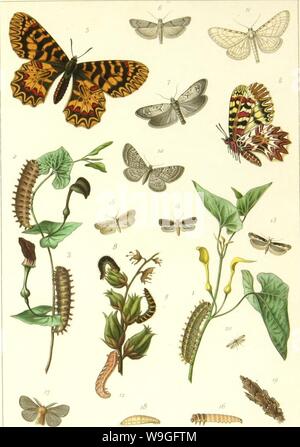 Archiv Bild ab Seite 216 Der Lépidoptérologie (1881) Stockfoto