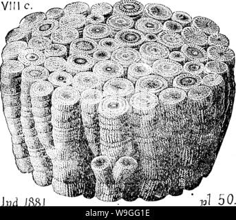 Archiv Bild von Seite 219 Wörterbuch der Fossilien Stockfoto