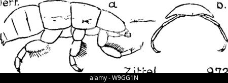 Archiv Bild von Seite 219 Wörterbuch der Fossilien Stockfoto