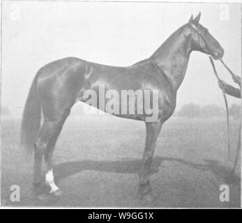 Archiv Bild ab Seite 219 der Punkte des Pferdes; ein Stockfoto