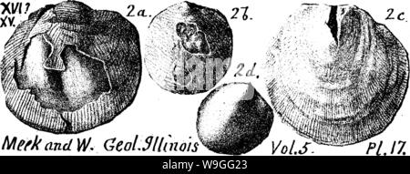 Archiv Bild von Seite 219 Wörterbuch der Fossilien Stockfoto