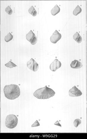 Archiv Bild ab Seite 218 von Mollusca und Krebstiere der Stockfoto