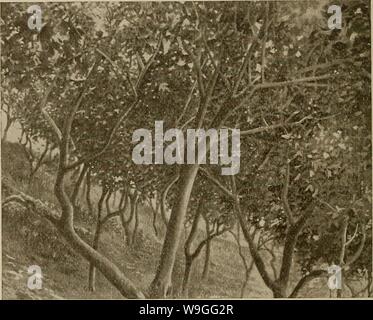 Archiv Bild ab Seite 219 der Kultur der Zitrusfrüchte in Stockfoto