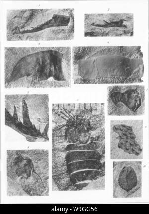 Archiv Bild ab Seite 219 Der eurypterida von New York Stockfoto