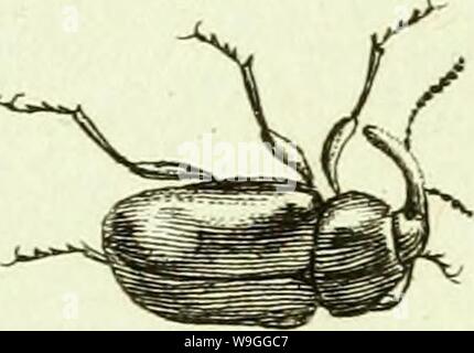 Archiv Bild ab Seite 224 [Curculionidae] (1800) Stockfoto