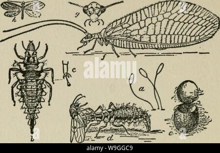 Archiv Bild von Seite 223 des Kultur und Krankheiten. Die Kultur und die Krankheiten der Sweet pea culturediseasespea 0 taub Jahr: 1917 (i62 KRANKHEITEN DER SWEET PEA Abb. 35. Grüne SPITZE FLIEGEN (Chrysopha oculata) ein Feind DES SWEET PEA APHIS, O EIER. b AUSGEWACHSENE LARVE. C FUSS. d Larve frisst ein Insekt, e Kokon. /Erwachsenen Insekt, g LEITER DER GLEICHEN.h nach natürlicher Größe. (Nach MARLATT.) sind dann freigegeben und andere gefangen und in einer ähnlichen Weise (Bild zerstört. 35 nach A). Aphiduis. Von noch größerer Bedeutung für die natürliche Kontrolle der Sweet pea aphis, ist der Parasit als Ap bekannt Stockfoto