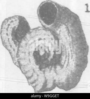 Archiv Bild ab Seite 224 der Mollusca und Krebstiere der Stockfoto