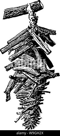 Archiv Bild ab Seite 232 ein Handbuch für die Studie Stockfoto