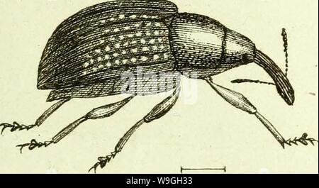 Archiv Bild ab Seite 232 [Curculionidae] (1800) Stockfoto