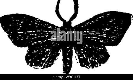 Archiv Bild ab Seite 232 ein Handbuch für die Studie Stockfoto