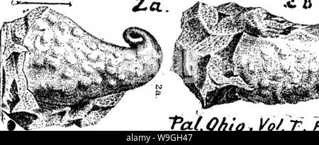 Archiv Bild ab Seite 232 ein Wörterbuch der Fossilien Stockfoto