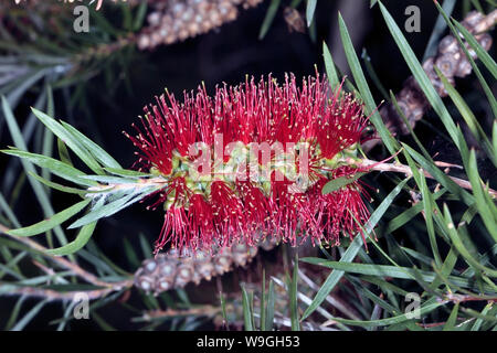 Nahaufnahme der Blüte Spike von Melaleuca rugulosa - Scharlach Bottlebrush - Familie Myrtaceae Stockfoto