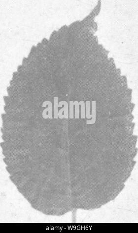 Archiv Bild ab Seite 232 Der Enzyklopädie von praktischen Gartenbau; Stockfoto