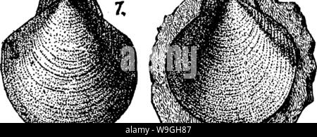 Archiv Bild ab Seite 233 ein Wörterbuch der Fossilien Stockfoto