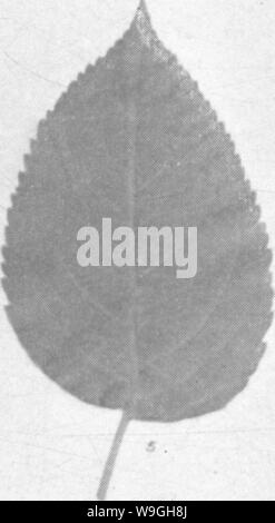 Archiv Bild ab Seite 232 Der Enzyklopädie von praktischen Gartenbau; Stockfoto