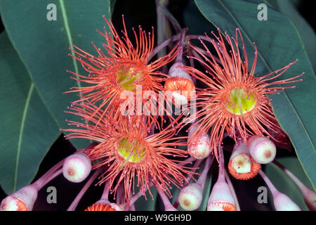 Nahaufnahmen von Blumen rot-blühenden Gum Tree - Eucalyptus ficifolia-Familie Stockfoto