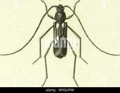 Archiv Bild ab Seite 236 von Histoire Naturelle des Insectes. Histoire Naturelle des Insectes: Gattungen des coleopteres, ou et Kritik aussetzen methodique de tous les Genres schlägt jusqu'Ici dans cet Ordre d'Insekten CUbiodiversity 1128056-9876 Jahr: 1854 ( Stockfoto