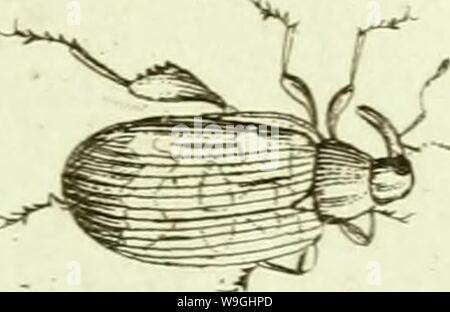 Archiv Bild ab Seite 240 von [Curculionidae] (1800) Stockfoto
