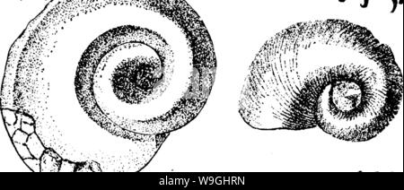 Archiv Bild ab Seite 239 von einem Wörterbuch der Fossilien Stockfoto