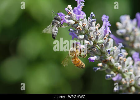 Honey Bee oder arbeitsbiene extreme Nahaufnahme Lat. Apis mellifera auf einem Busch oder Lavendel lavandula in Italien im Sommer Stockfoto
