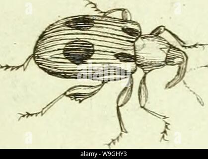 Archiv Bild ab Seite 242 [Curculionidae] (1800) Stockfoto