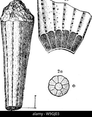 Archiv Bild ab Seite 242 ein Wörterbuch der Fossilien Stockfoto