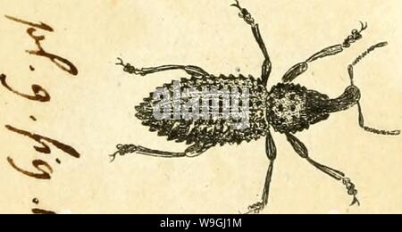 Archiv Bild ab Seite 244 von [Curculionidae] (1800) Stockfoto