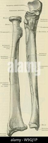 Archiv Bild ab Seite 244 von Cunningham's Lehrbuch der Anatomie (1914). Cunninghams Lehrbuch der Anatomie cunninghamstextb 00 cunn Jahr: 1914 (der ULNA. 211 Olecranon Incisura semilunaris Coronoid Prozeß Tuberosity ICtPITAL hohlen Interosseous Crest longus Muskeln, von oben nach unten. Die glatte Oberfläche der medial Coronoid Prozeß verschmilzt mit dem Olecranon dorsal, und mit der medialen Oberfläche der Welle distal. Die Incisura semilunaris (O.T. größer sigmoid Hohlraum), die für die Artikulation mit der trochlea des Humerus, ist eine halbkreisförmige Kerbe, die proximalen Teil von t gebildet Stockfoto