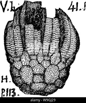 Archiv Bild ab Seite 243 ein Wörterbuch der Fossilien Stockfoto