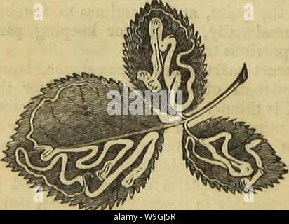 Archiv Bild ab Seite 245 von Insekt Architektur (1846) Stockfoto