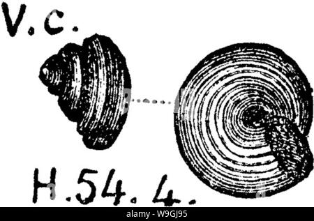 Archiv Bild von Seite 247 Wörterbuch der Fossilien Stockfoto